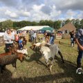 IMG_1557385