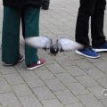IMG_1617448