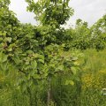 IMG_1624418