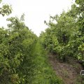 IMG_1624534