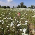 IMG_1643849