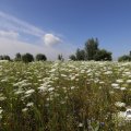 IMG_1643854