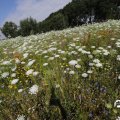 IMG_1643855