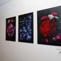 IMG_1645208