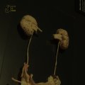 00321J2019