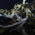 IMG_1665588