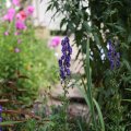 IMG_1989084
