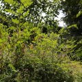 IMG_1989087