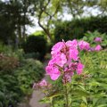 IMG_1989096