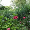IMG_1989112