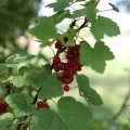 IMG_1989138