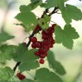 IMG_1989139