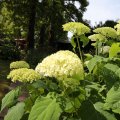 IMG_1989152