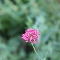 IMG_1989167