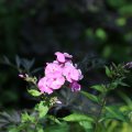 IMG_1989168