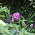 IMG_1989176