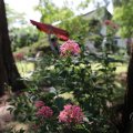IMG_1989179