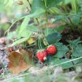IMG_1989187