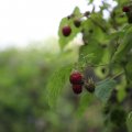 IMG_1989189