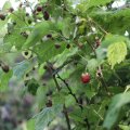 IMG_1989190