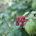 IMG_1989192