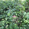 IMG_1989246