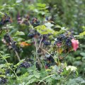 IMG_1989247