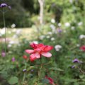 IMG_1989255