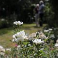 IMG_1989263