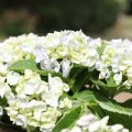 IMG_1989264