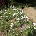 IMG_1989267